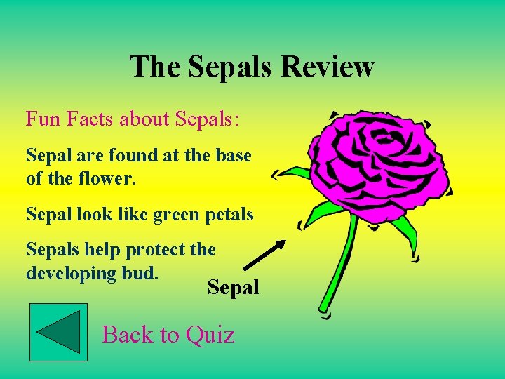 The Sepals Review Fun Facts about Sepals: Sepal are found at the base of