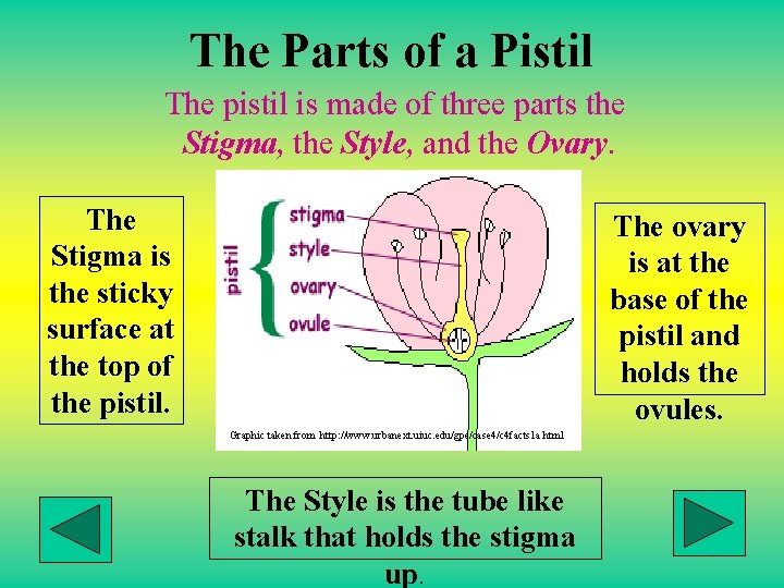 The Parts of a Pistil The pistil is made of three parts the Stigma,