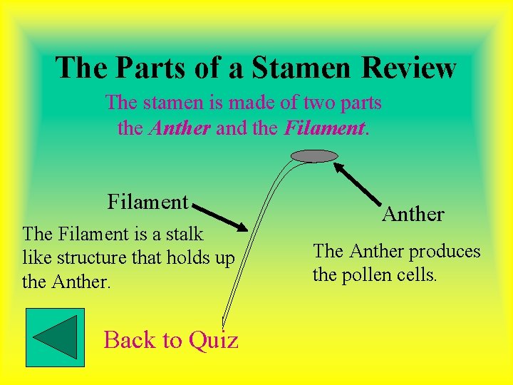 The Parts of a Stamen Review The stamen is made of two parts the