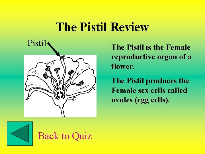 The Pistil Review Pistil The Pistil is the Female reproductive organ of a flower.