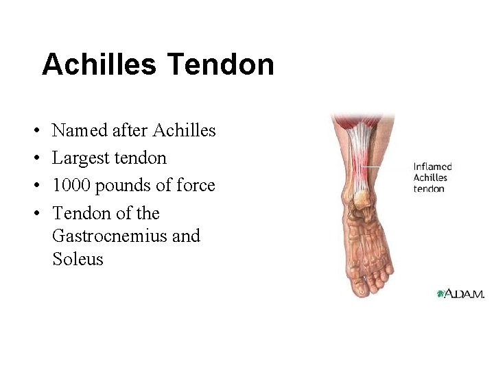 Achilles Tendon • • Named after Achilles Largest tendon 1000 pounds of force Tendon