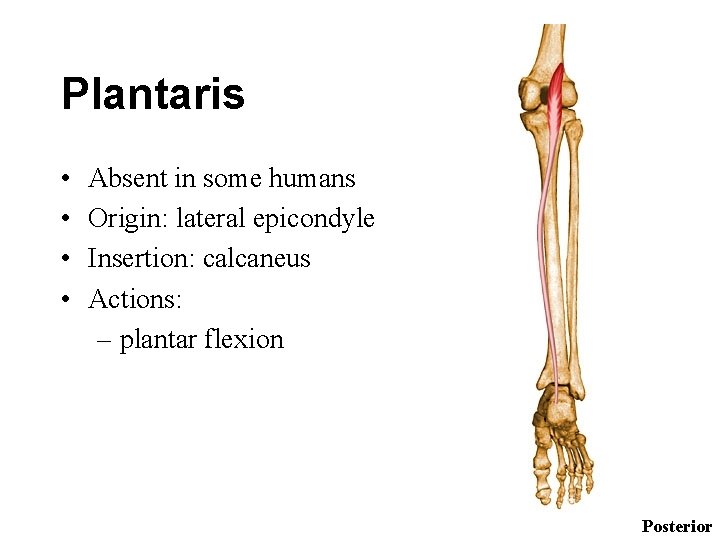 Plantaris • • Absent in some humans Origin: lateral epicondyle Insertion: calcaneus Actions: –
