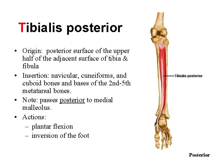Tibialis posterior • Origin: posterior surface of the upper half of the adjacent surface