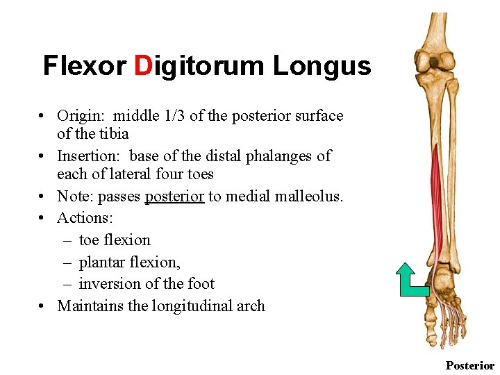 Flexor Digitorum Longus • Origin: middle 1/3 of the posterior surface of the tibia