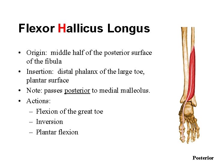 Flexor Hallicus Longus • Origin: middle half of the posterior surface of the fibula