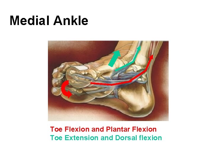 Medial Ankle Toe Flexion and Plantar Flexion Toe Extension and Dorsal flexion 