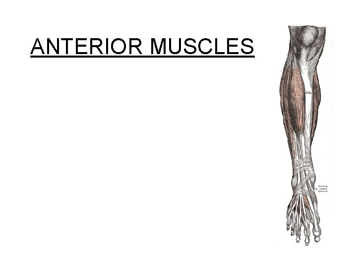 ANTERIOR MUSCLES 