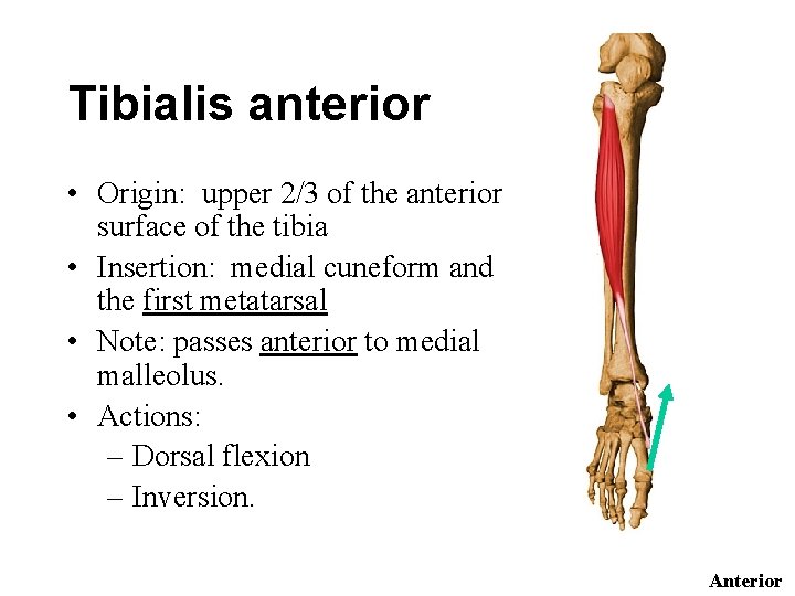 Tibialis anterior • Origin: upper 2/3 of the anterior surface of the tibia •