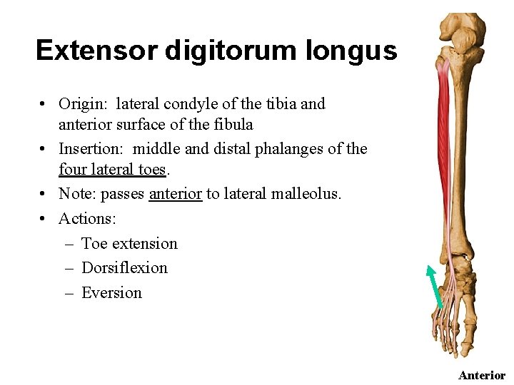 Extensor digitorum longus • Origin: lateral condyle of the tibia and anterior surface of