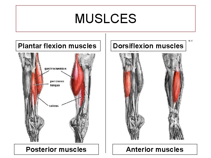 MUSLCES Plantar flexion muscles Posterior muscles Dorsiflexion muscles Anterior muscles 
