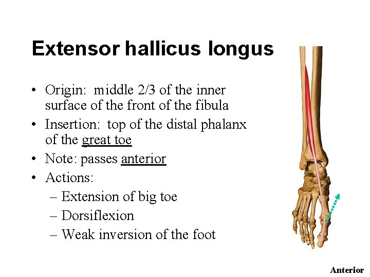 Extensor hallicus longus • Origin: middle 2/3 of the inner surface of the front