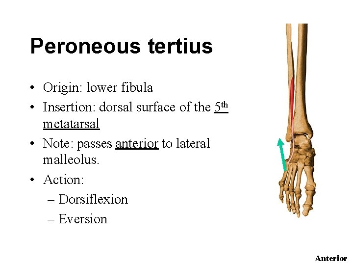 Peroneous tertius • Origin: lower fibula • Insertion: dorsal surface of the 5 th