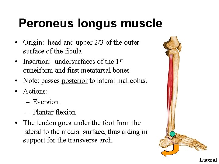 Peroneus longus muscle • Origin: head and upper 2/3 of the outer surface of