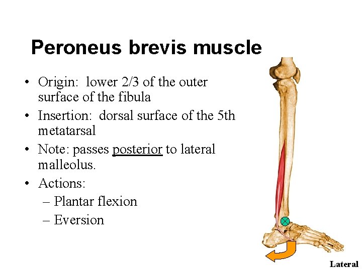 Peroneus brevis muscle • Origin: lower 2/3 of the outer surface of the fibula