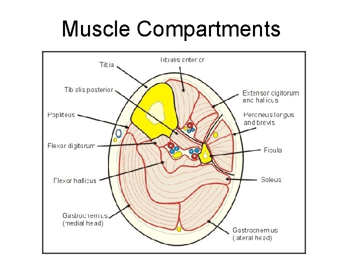 Muscle Compartments 