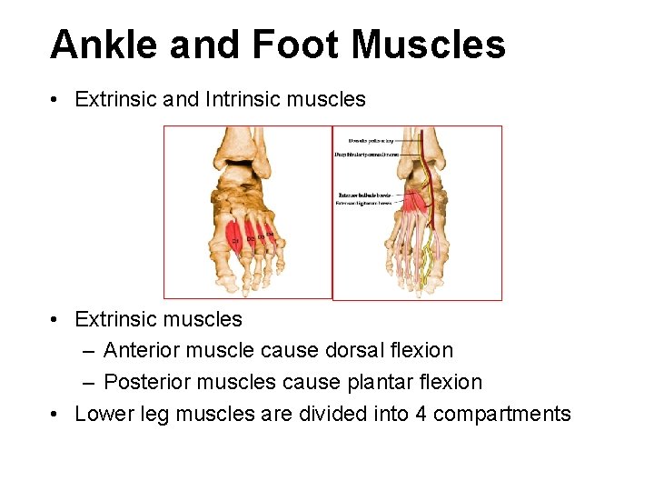 Ankle and Foot Muscles • Extrinsic and Intrinsic muscles • Extrinsic muscles – Anterior