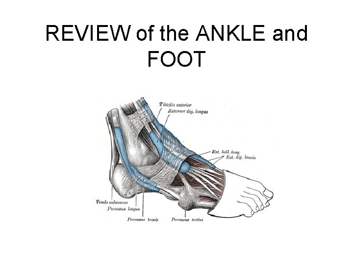 REVIEW of the ANKLE and FOOT 