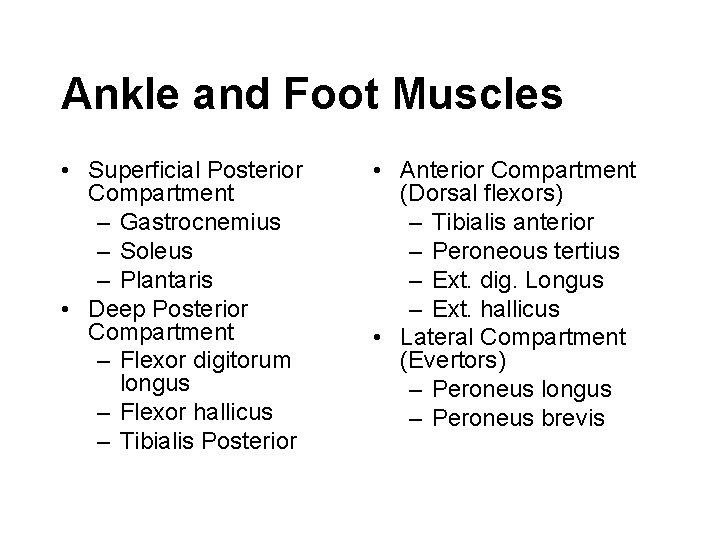 Ankle and Foot Muscles • Superficial Posterior Compartment – Gastrocnemius – Soleus – Plantaris