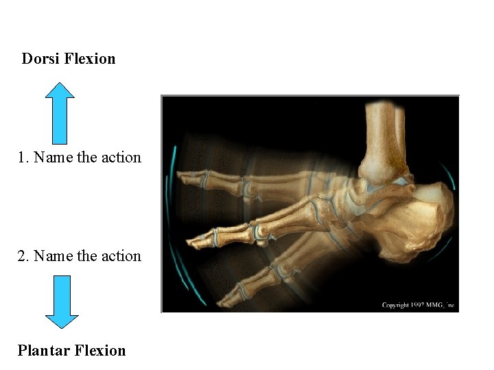 Dorsi Flexion 1. Name the action 2. Name the action Plantar Flexion 