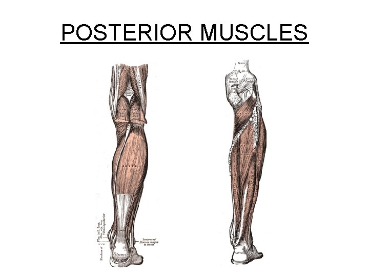 POSTERIOR MUSCLES 