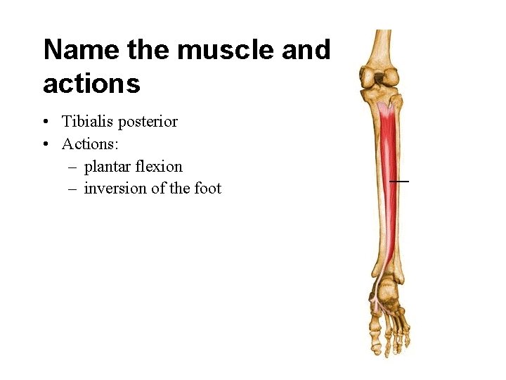 Name the muscle and its actions • Tibialis posterior • Actions: – plantar flexion