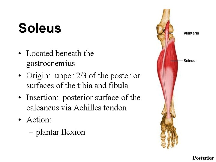 Soleus • Located beneath the gastrocnemius • Origin: upper 2/3 of the posterior surfaces