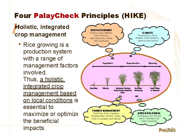 Four Palay. Check Principles (HIKE) 1 Holistic, integrated crop management • Rice growing is