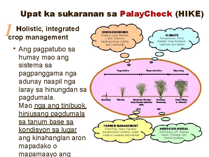 Upat ka sukaranan sa Palay. Check (HIKE) 1 Holistic, integrated crop management • Ang