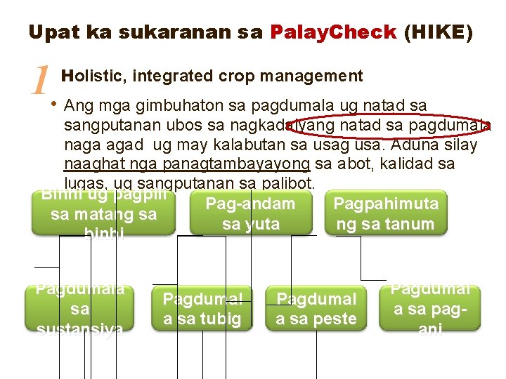 Upat ka sukaranan sa Palay. Check (HIKE) 1 • Holistic, integrated crop management Ang