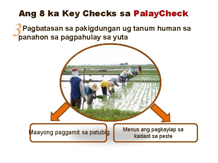 Ang 8 ka Key Checks sa Palay. Check 3 Pagbatasan sa pakigdungan ug tanum