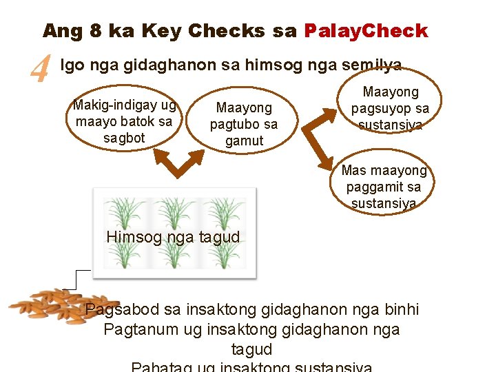 Ang 8 ka Key Checks sa Palay. Check 4 Igo nga gidaghanon sa himsog