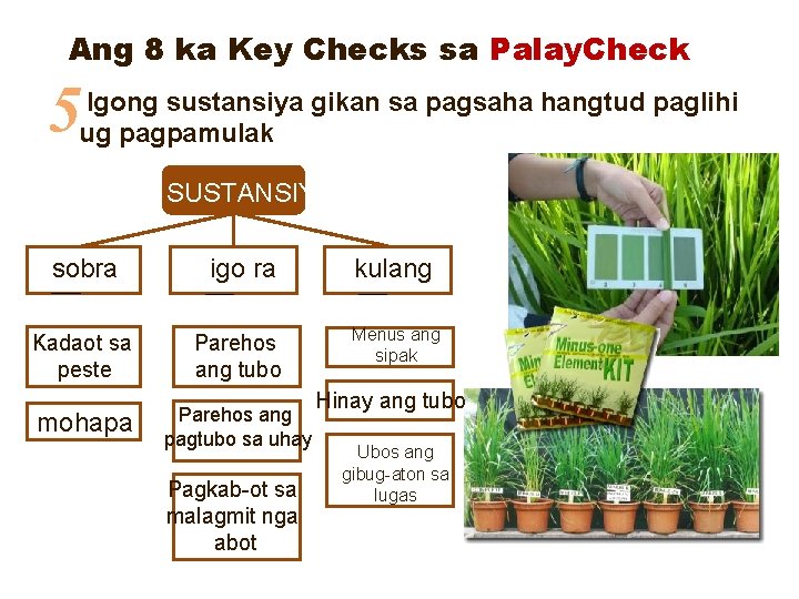 Ang 8 ka Key Checks sa Palay. Check 5 Igong sustansiya gikan sa pagsaha