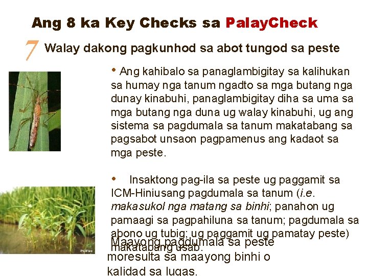 Ang 8 ka Key Checks sa Palay. Check 7 Walay dakong pagkunhod sa abot