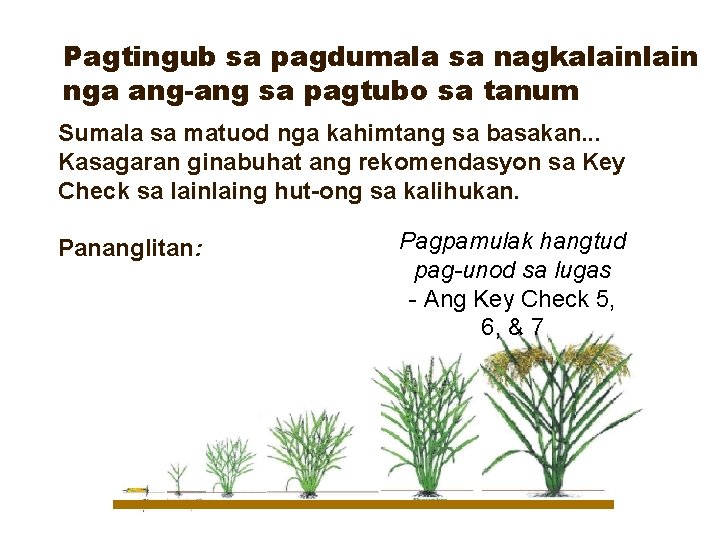 Pagtingub sa pagdumala sa nagkalain nga ang-ang sa pagtubo sa tanum Sumala sa matuod