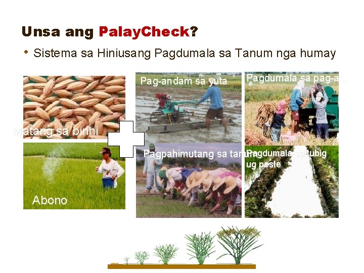 Unsa ang Palay. Check? • Sistema sa Hiniusang Pagdumala sa Tanum nga humay Pag-andam