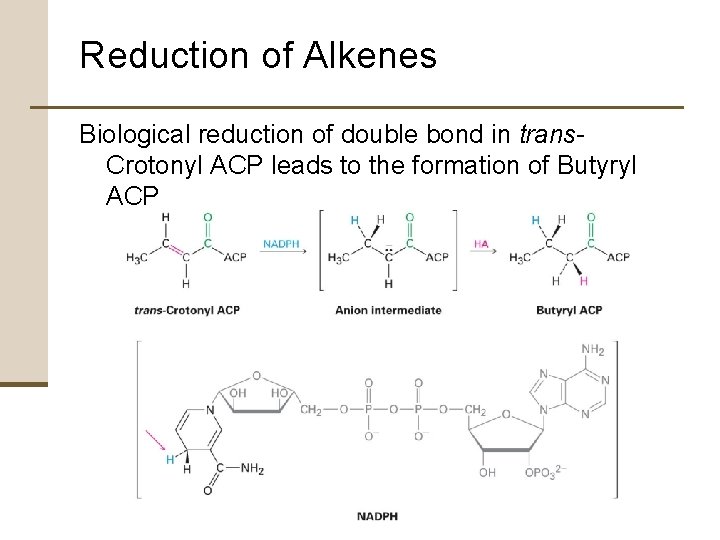 Reduction of Alkenes Biological reduction of double bond in trans. Crotonyl ACP leads to