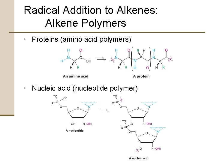 Radical Addition to Alkenes: Alkene Polymers • Proteins (amino acid polymers) • Nucleic acid