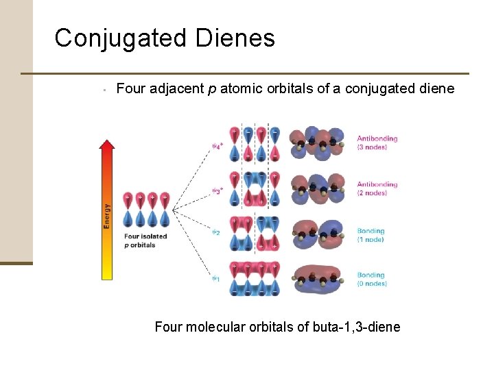 Conjugated Dienes • Four adjacent p atomic orbitals of a conjugated diene Four molecular