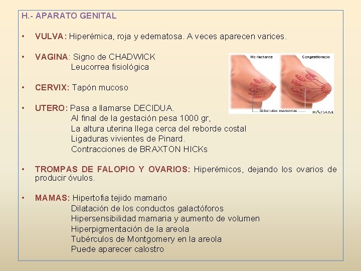 H. - APARATO GENITAL • VULVA: Hiperémica, roja y edematosa. A veces aparecen varices.