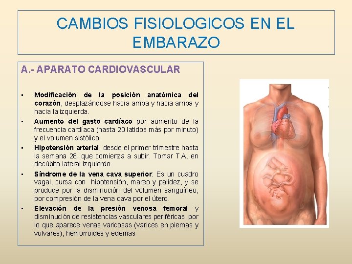 CAMBIOS FISIOLOGICOS EN EL EMBARAZO A. - APARATO CARDIOVASCULAR • • • Modificación de