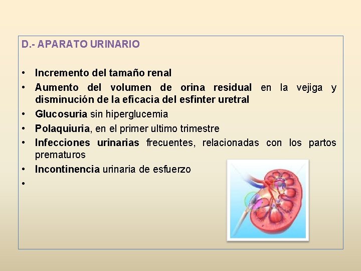 D. - APARATO URINARIO • Incremento del tamaño renal • Aumento del volumen de