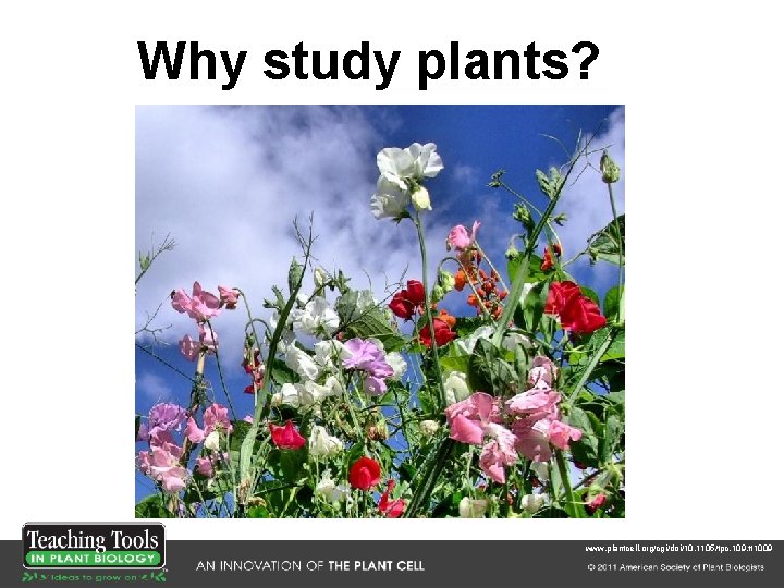 Why study plants? www. plantcell. org/cgi/doi/10. 1105/tpc. 109. tt 1009 Why study plants? www. plantcell. org/cgi/doi/10. 1105/tpc. 109. tt 1009