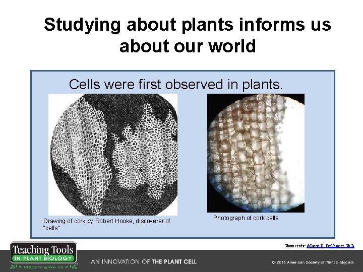 Studying about plants informs us about our world Cells were first observed in plants. Studying about plants informs us about our world Cells were first observed in plants.