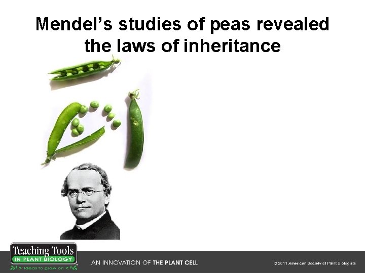 Mendel’s studies of peas revealed the laws of inheritance Mendel’s studies of peas revealed the laws of inheritance
