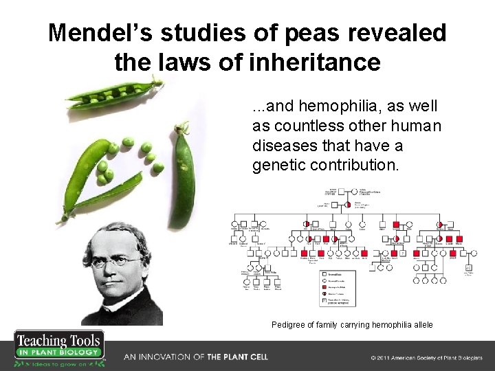 Mendel’s studies of peas revealed the laws of inheritance. . . and hemophilia, as Mendel’s studies of peas revealed the laws of inheritance. . . and hemophilia, as