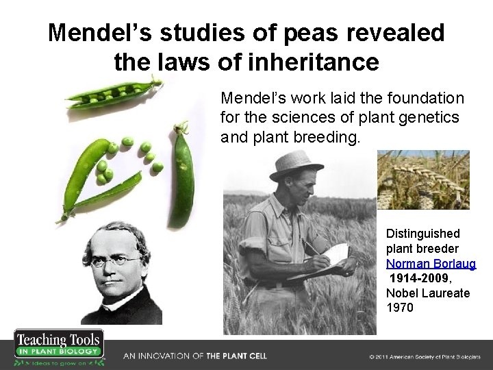 Mendel’s studies of peas revealed the laws of inheritance Mendel’s work laid the foundation Mendel’s studies of peas revealed the laws of inheritance Mendel’s work laid the foundation