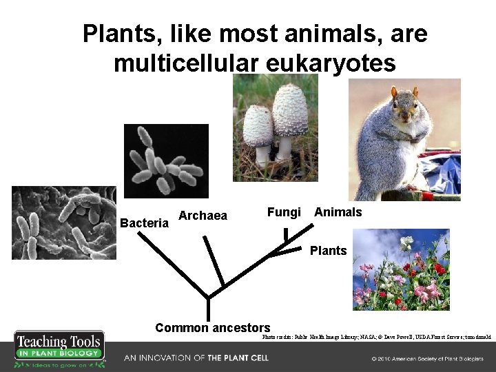 Plants, like most animals, are multicellular eukaryotes Bacteria Archaea Fungi Animals Plants Common ancestors Plants, like most animals, are multicellular eukaryotes Bacteria Archaea Fungi Animals Plants Common ancestors