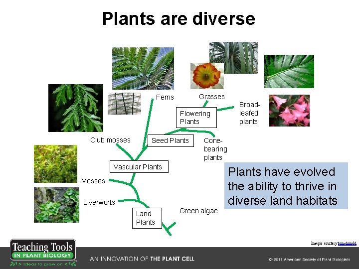 Plants are diverse Grasses Ferns Flowering Plants Club mosses Seed Plants Conebearing plants Vascular Plants are diverse Grasses Ferns Flowering Plants Club mosses Seed Plants Conebearing plants Vascular