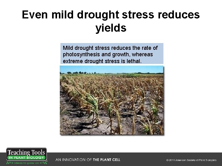 Even mild drought stress reduces yields Mild drought stress reduces the rate of photosynthesis Even mild drought stress reduces yields Mild drought stress reduces the rate of photosynthesis