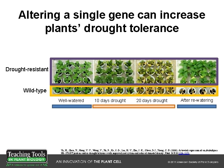 Altering a single gene can increase plants’ drought tolerance Drought-resistant Wild-type Well-watered 10 days Altering a single gene can increase plants’ drought tolerance Drought-resistant Wild-type Well-watered 10 days